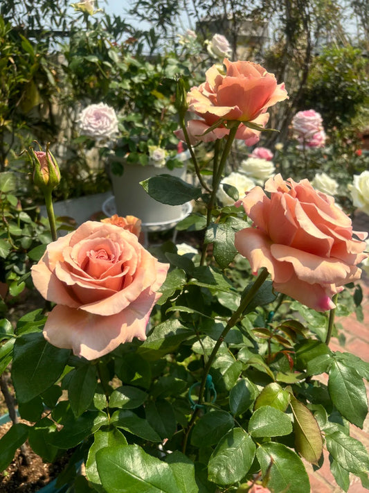 Rose  ‘ RP Moab ’ 莫泊