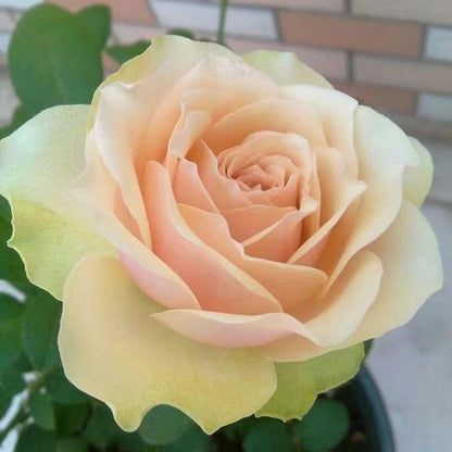 Rose 'Kaoruko ｜カオルコローズ| 熏子 玫瑰 '