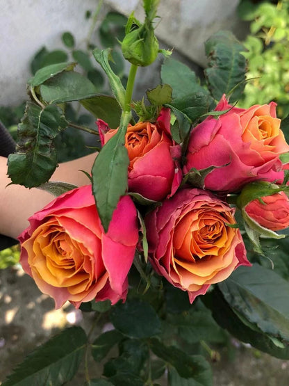 Rose 'Napoli Forever｜永远的那不勒斯 '