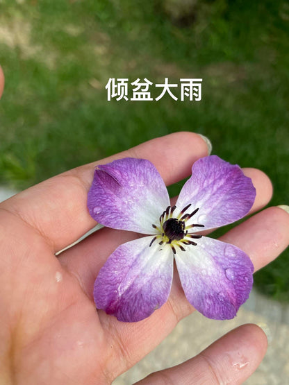 Clematis ' Downpour | 倾盆大雨