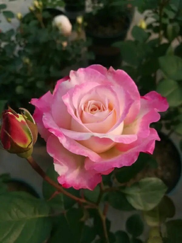 Rosa  ‘Seraphim | セラフィム | 六翼天使 ’   - Award-winning