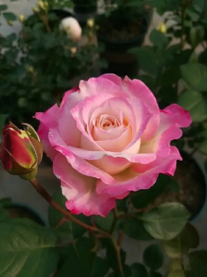 Rosa  ‘Seraphim | セラフィム | 六翼天使 ’   - Award-winning