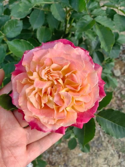 Rare Rose  ‘ Chaleur｜シヤル一ル ｜温暖｜夏洛尔