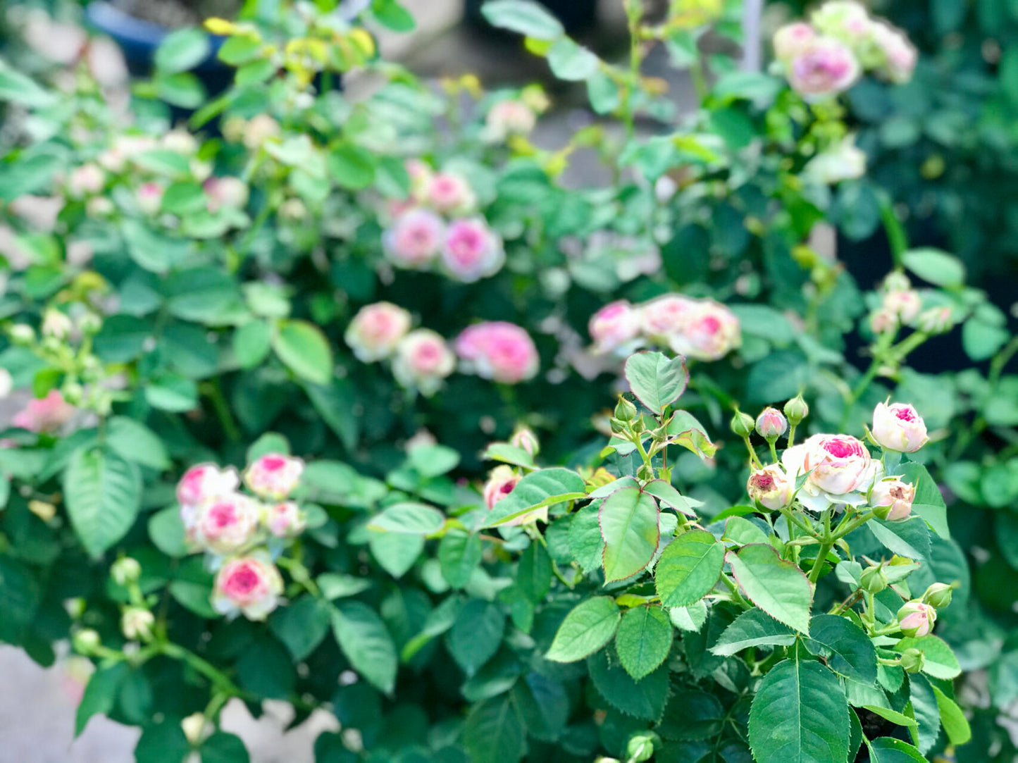 Prolific Rose  ‘ Super Sensation ｜粉多头/ 超感