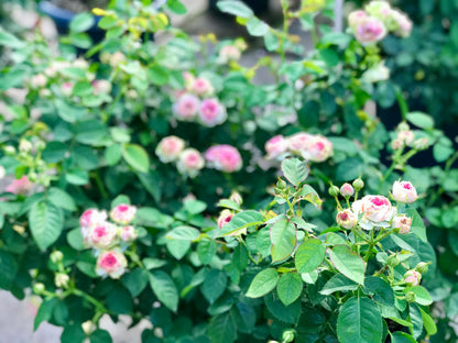 Prolific Rose  ‘ Super Sensation ｜粉多头/ 超感