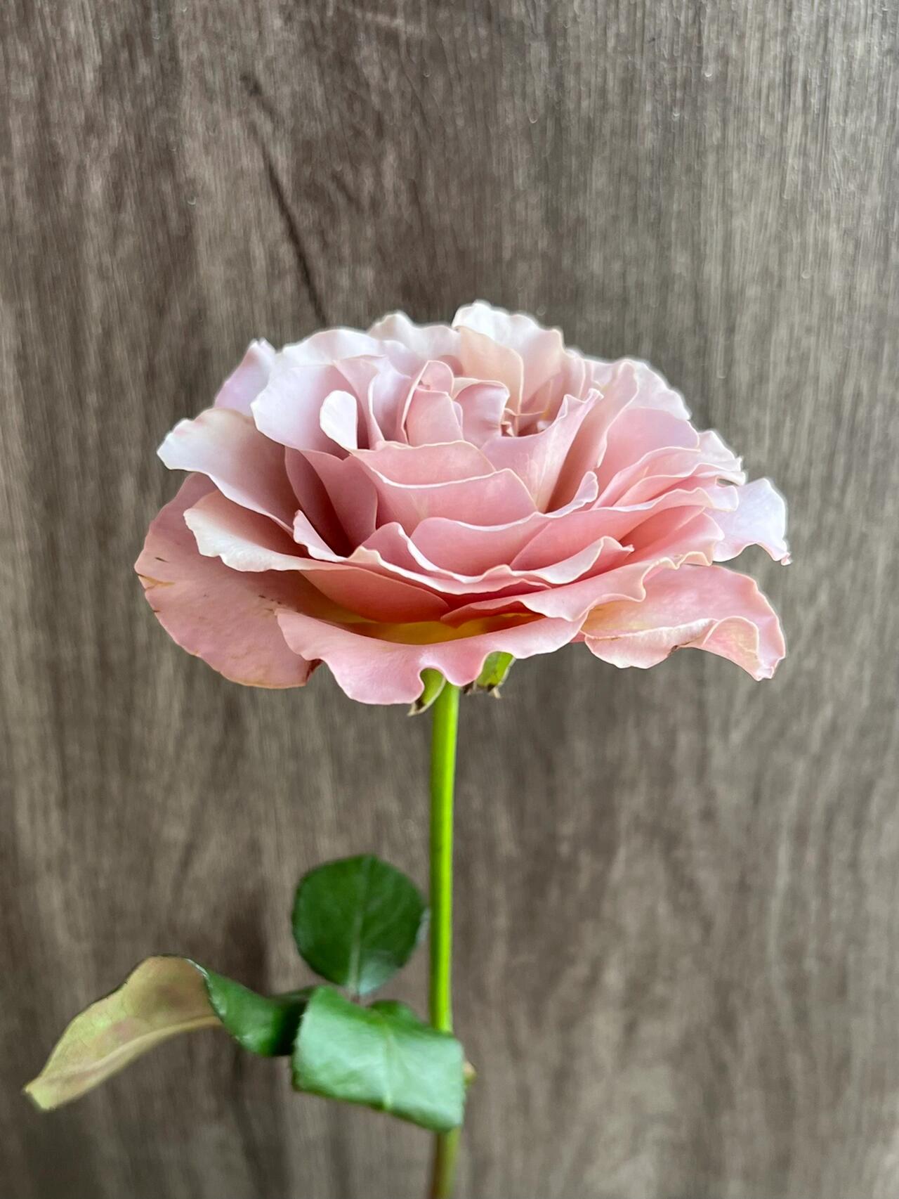 Rose ‘ Caffe Latte  ｜拿铁咖啡‘