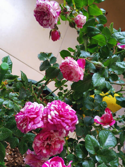 Rose  ’ Scented Jewel｜センティッドジュエル ｜芬芳宝石