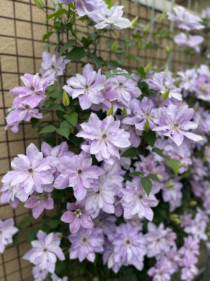 Clematis ‘’Reflections｜倒影‘’