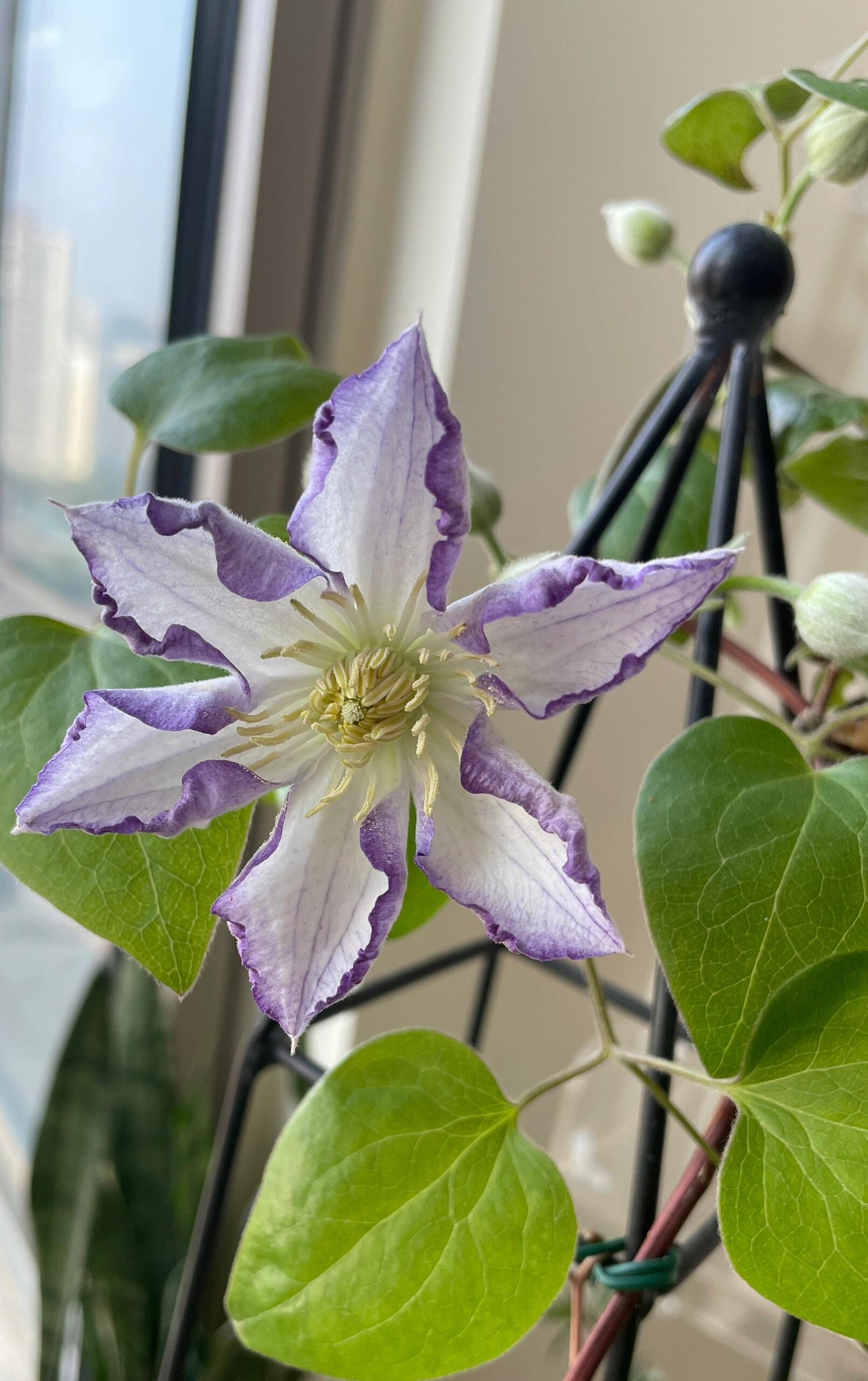 Clematis ‘’Lucky Charm| お守り|幸运符‘’