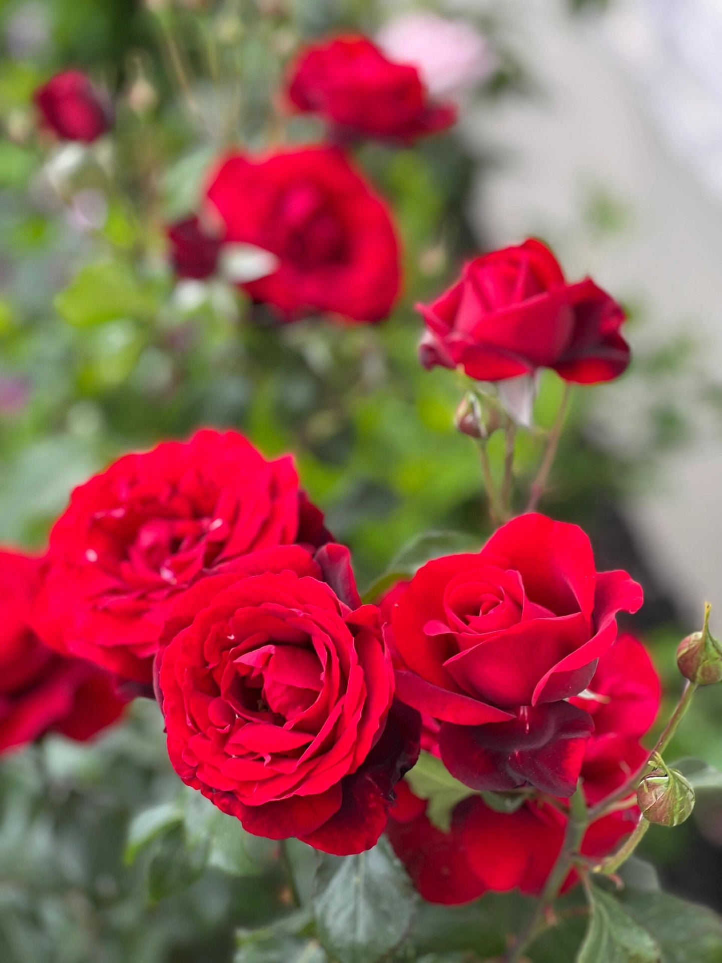 Rose ’ Red Velvet ｜ 红丝绒