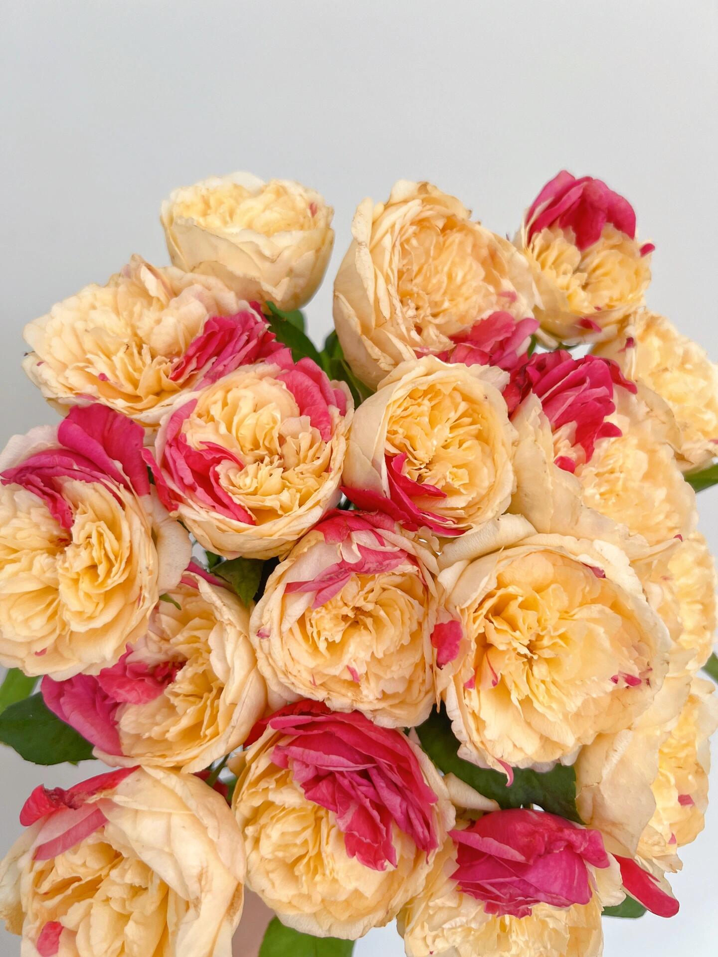 Rose ‘ Fugetsu｜ふうげつ |  风月