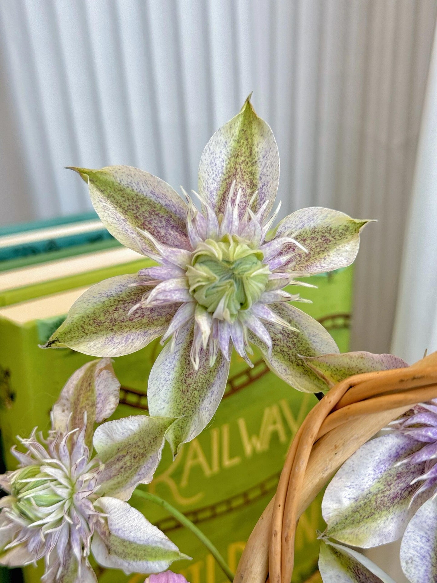 Clematis'' Minamonoyousei | みなもようせい| 水面妖精''