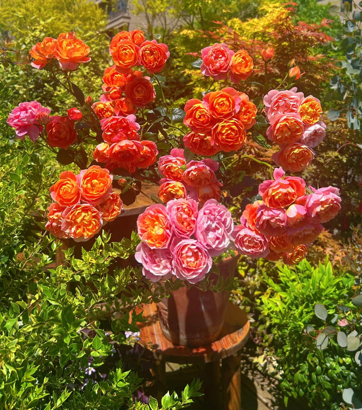 Rose 'Juice Splash' 果汁飞溅