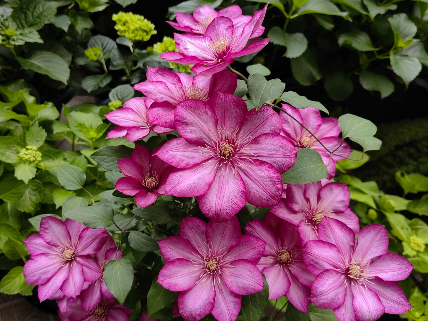 Clematis ‘’Liberty｜解放‘’