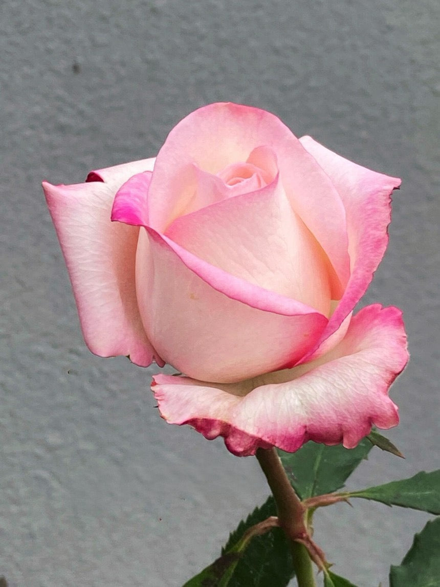 Rose  ’ BouLevard ｜ 林荫大道 | 武媚娘