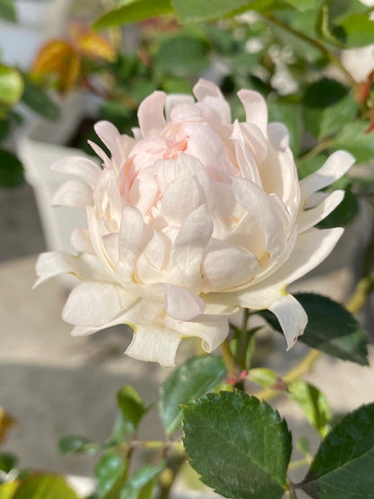 Rare Rose  ‘ Peach Anemone ｜桃子海葵 - New Variety 2023