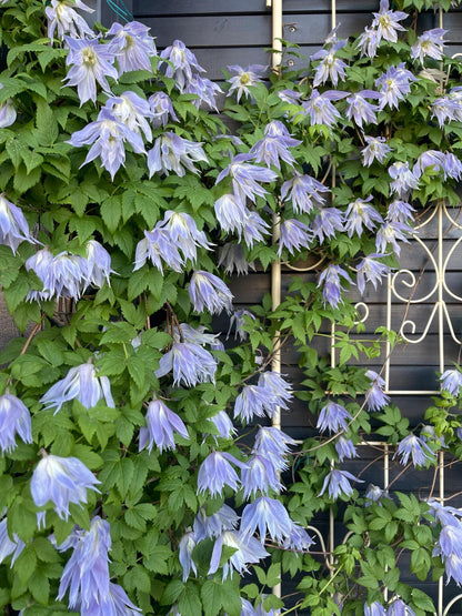 Clematis ‘’Maidwell Hall｜梅德维尔‘’