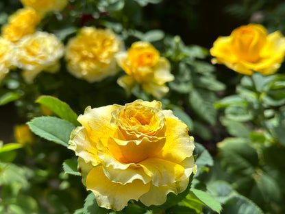 Rose  ’ Shell｜ 贝壳