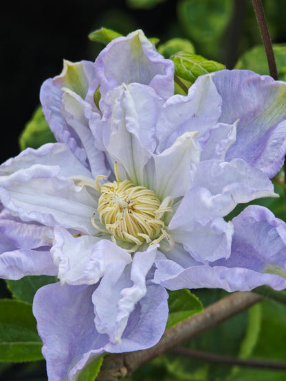 Clematis ‘’Veronica's choice｜维罗妮卡的选择‘’