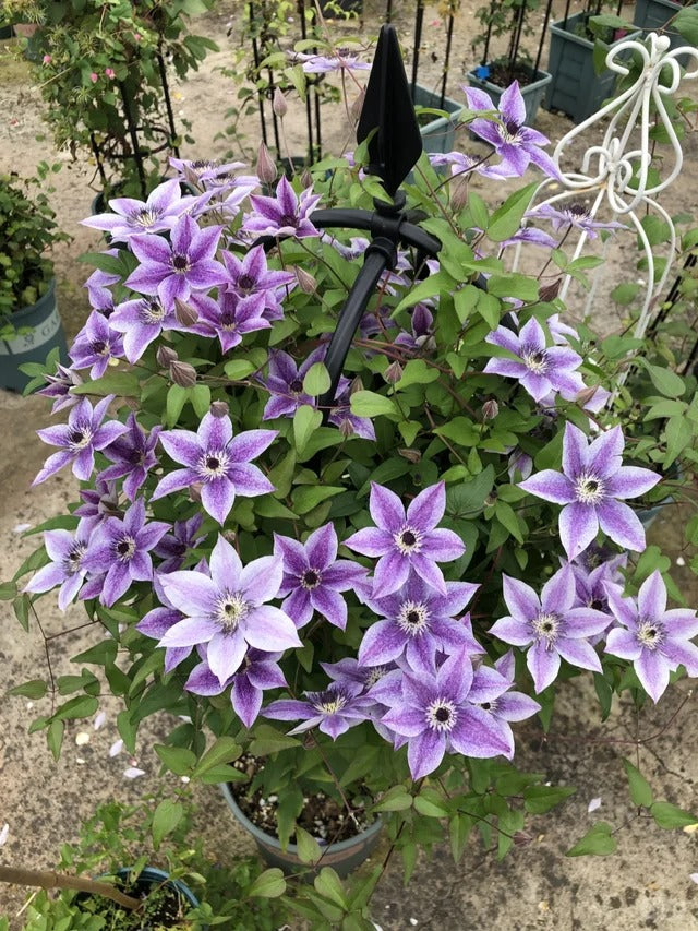 Clematis '   Best Wishes  | 美好祝福