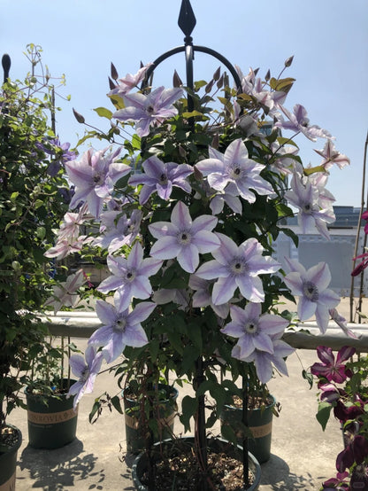 Clematis '   Best Wishes  | 美好祝福
