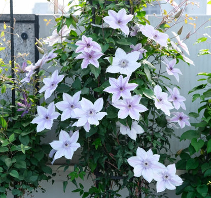 Clematis '   Best Wishes  | 美好祝福