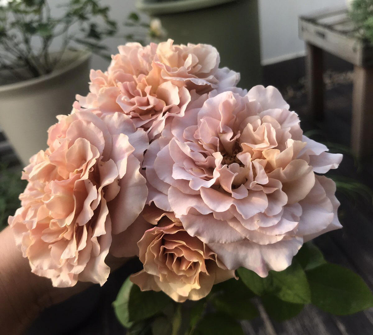 Rose ‘ Caffe Latte  ｜拿铁咖啡‘