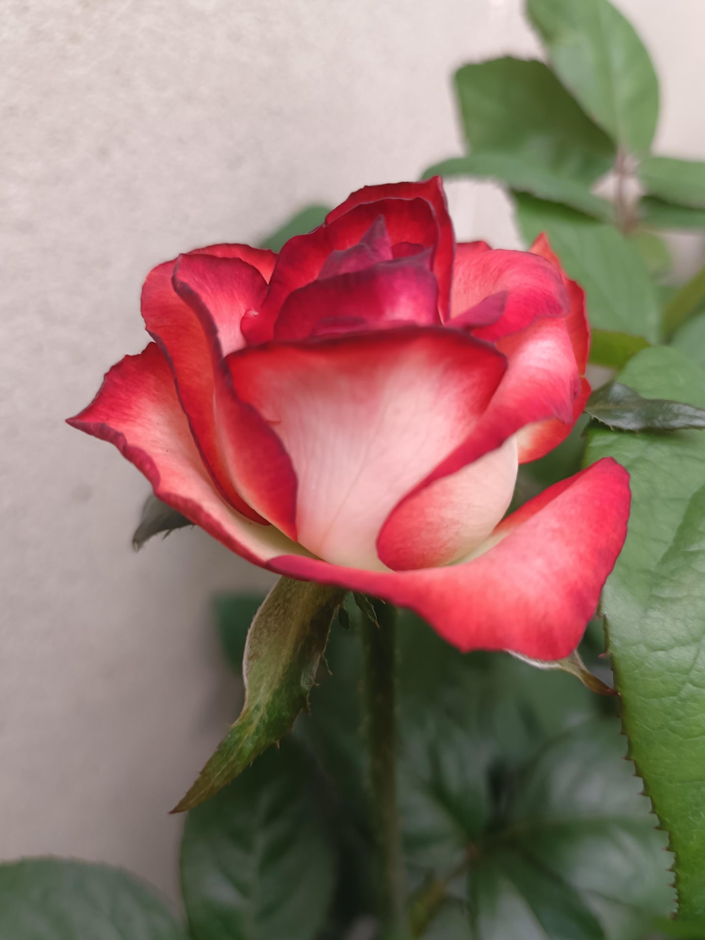 Rare Rose  ’ Yashica｜切花胭脂扣 ｜雅西卡 - New variety