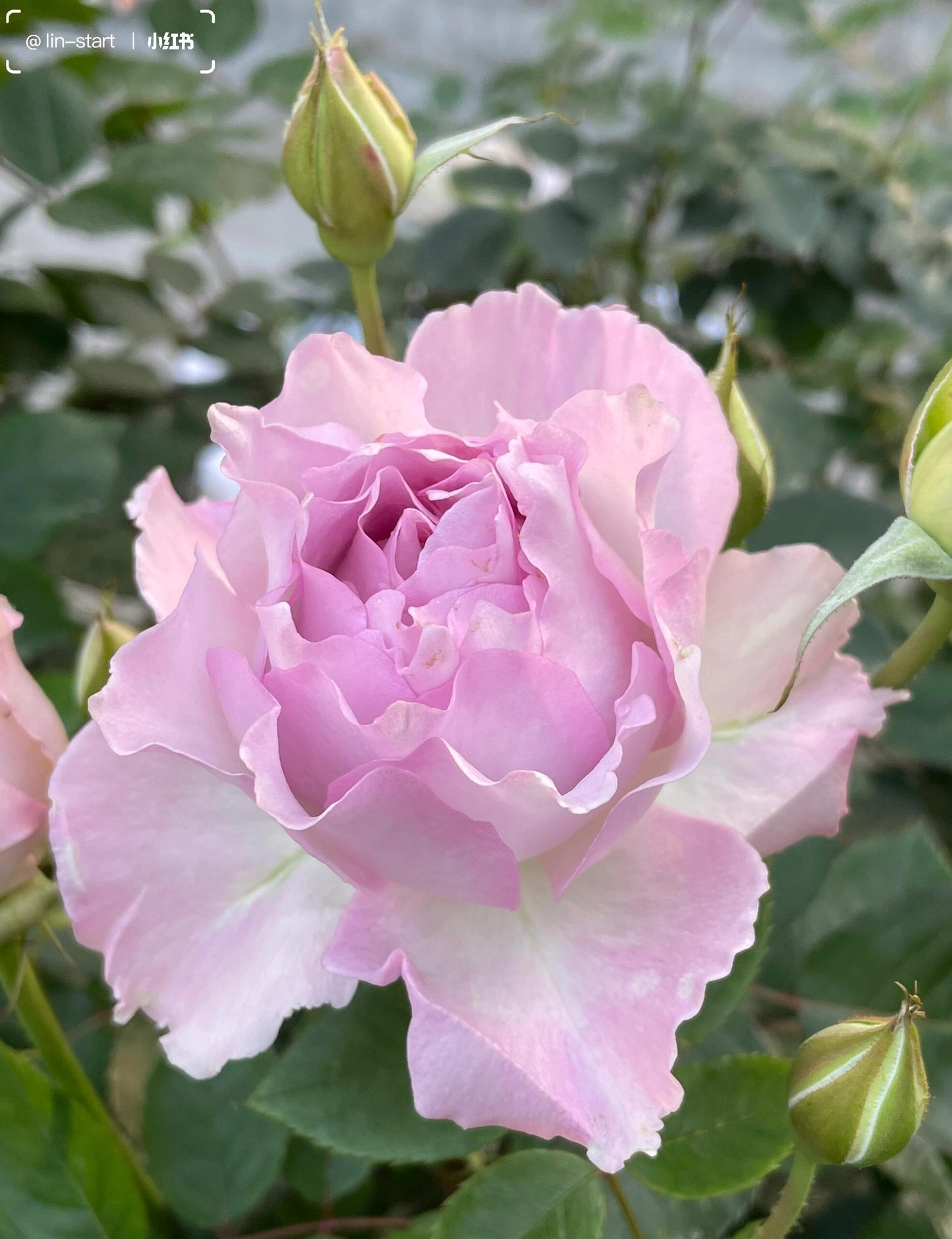 Rose  ’ Lu Ning Xiang｜露凝香 - New 2022