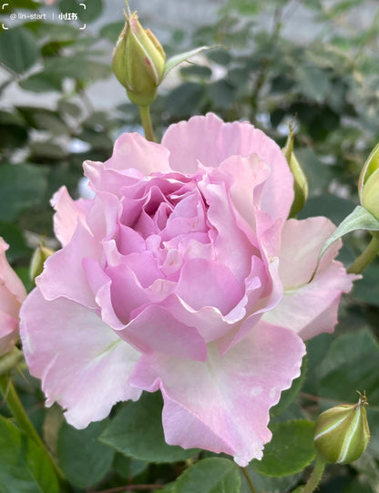 Rose  ’ Lu Ning Xiang｜露凝香 - New 2022