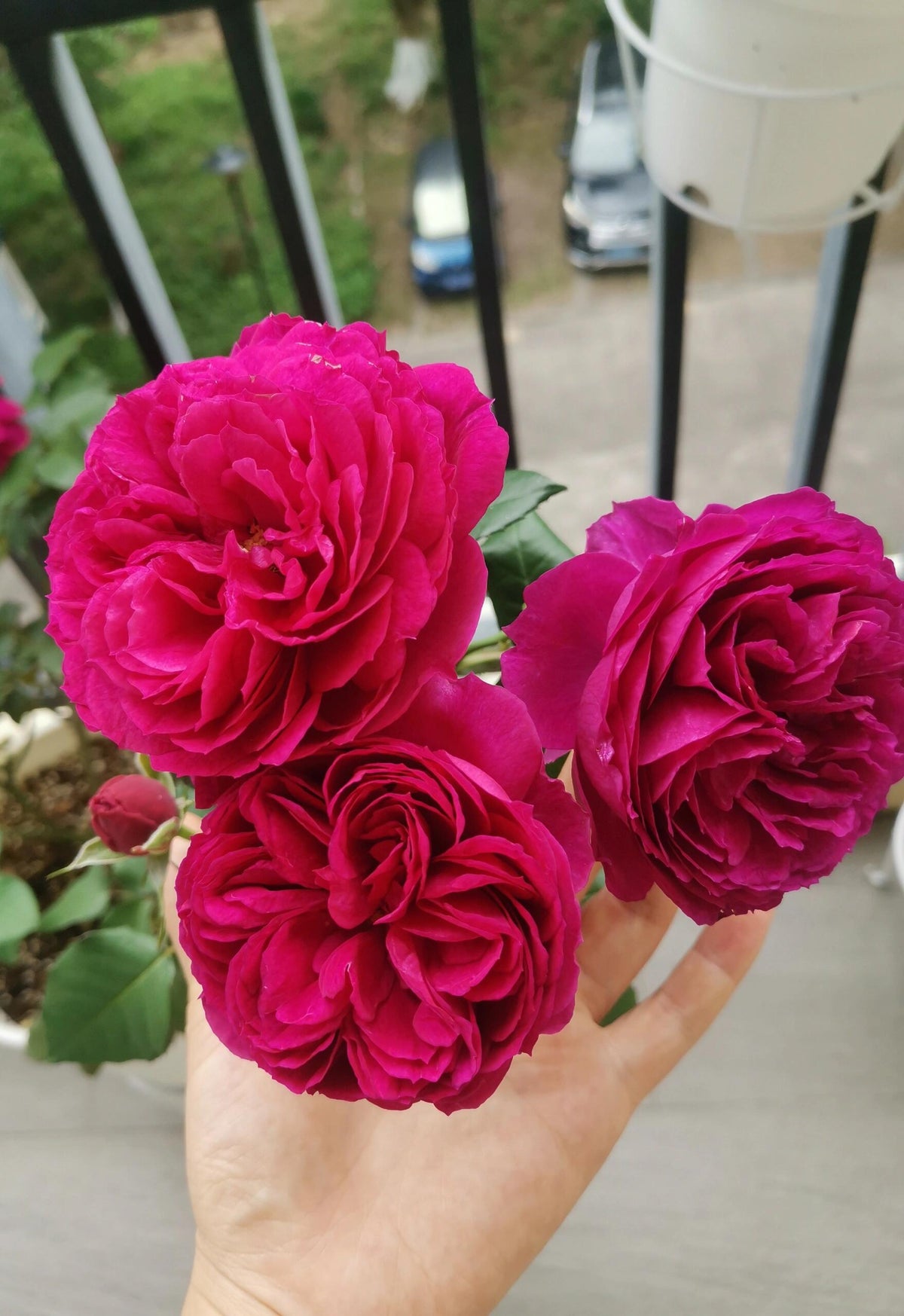 Rose  ‘ Ci Xuan| 慈萱|  - New Variety 2020