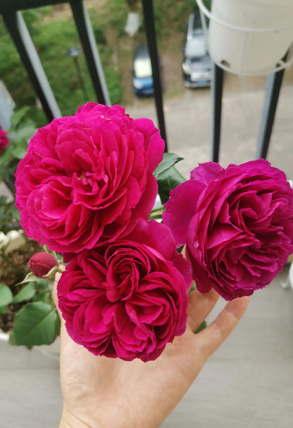 Rose  ‘ Ci Xuan| 慈萱|  - New Variety 2020