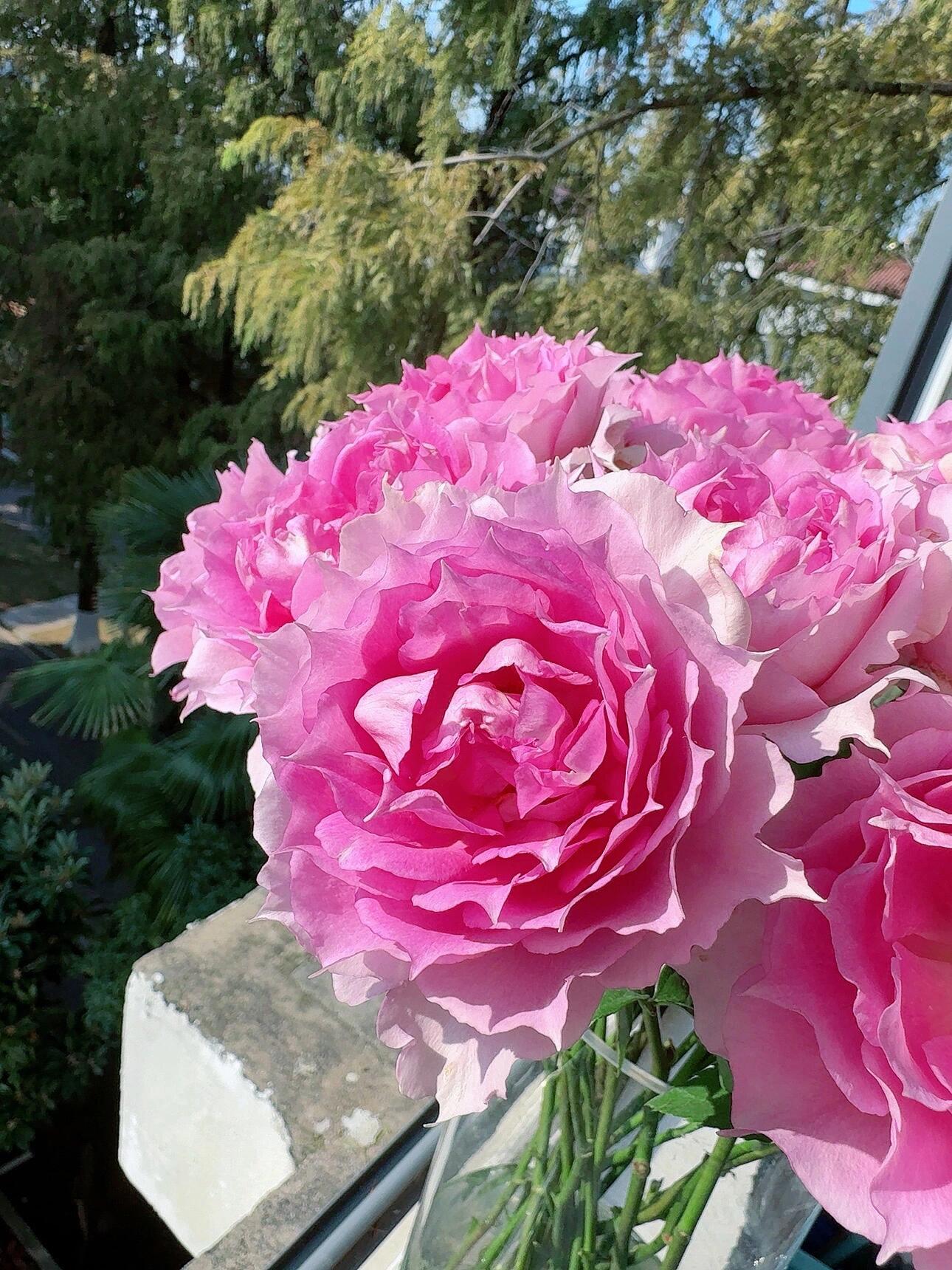 Rose  'Doniazade | 粉天方夜谭 '