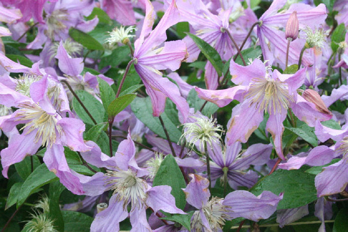 Clematis ‘’East River| 东方河流‘’