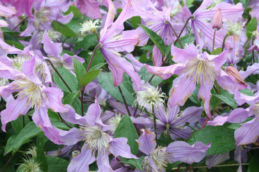 Clematis ‘’East River| 东方河流‘’