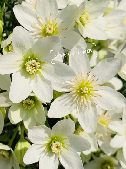 Clematis ‘’Joe｜银币‘’