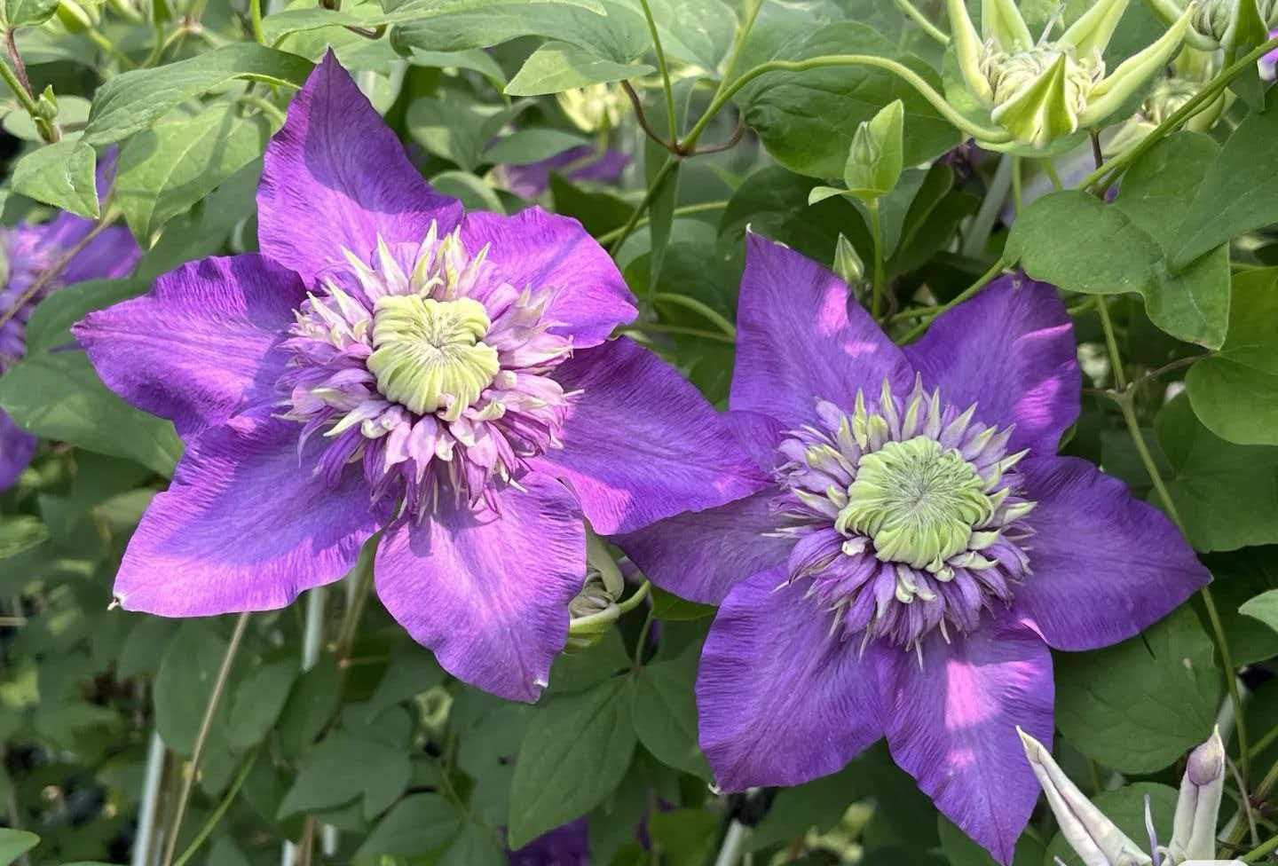 Clematis '  Song of the Secret Garden |  神秘园之歌