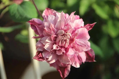 Clematis ‘’Patricia Ann Fretwel｜帕特丽夏‘’
