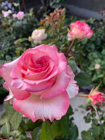 Rose  ’ BouLevard ｜ 林荫大道 | 武媚娘