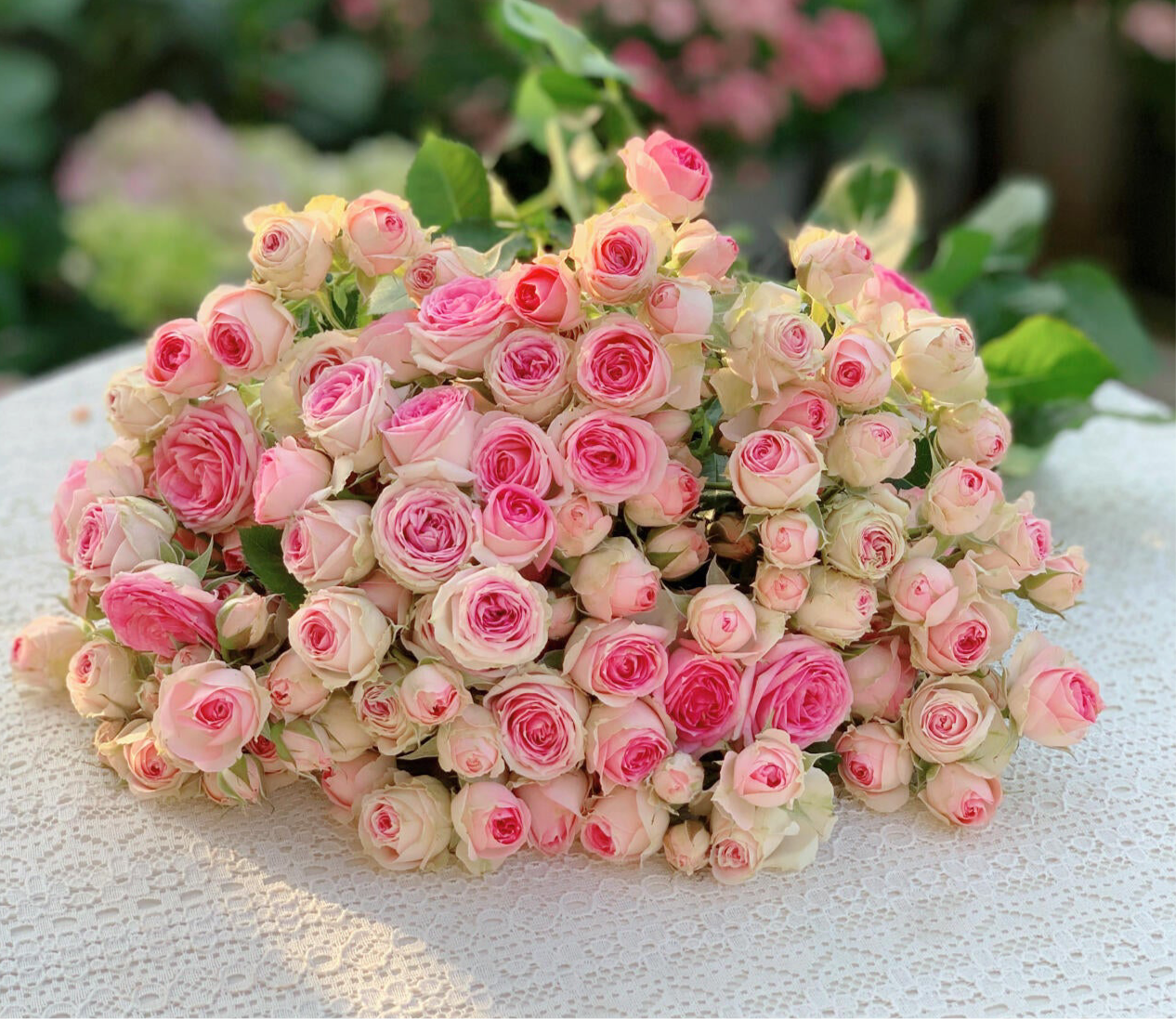 Prolific Rose  ‘ Super Sensation ｜粉多头/ 超感