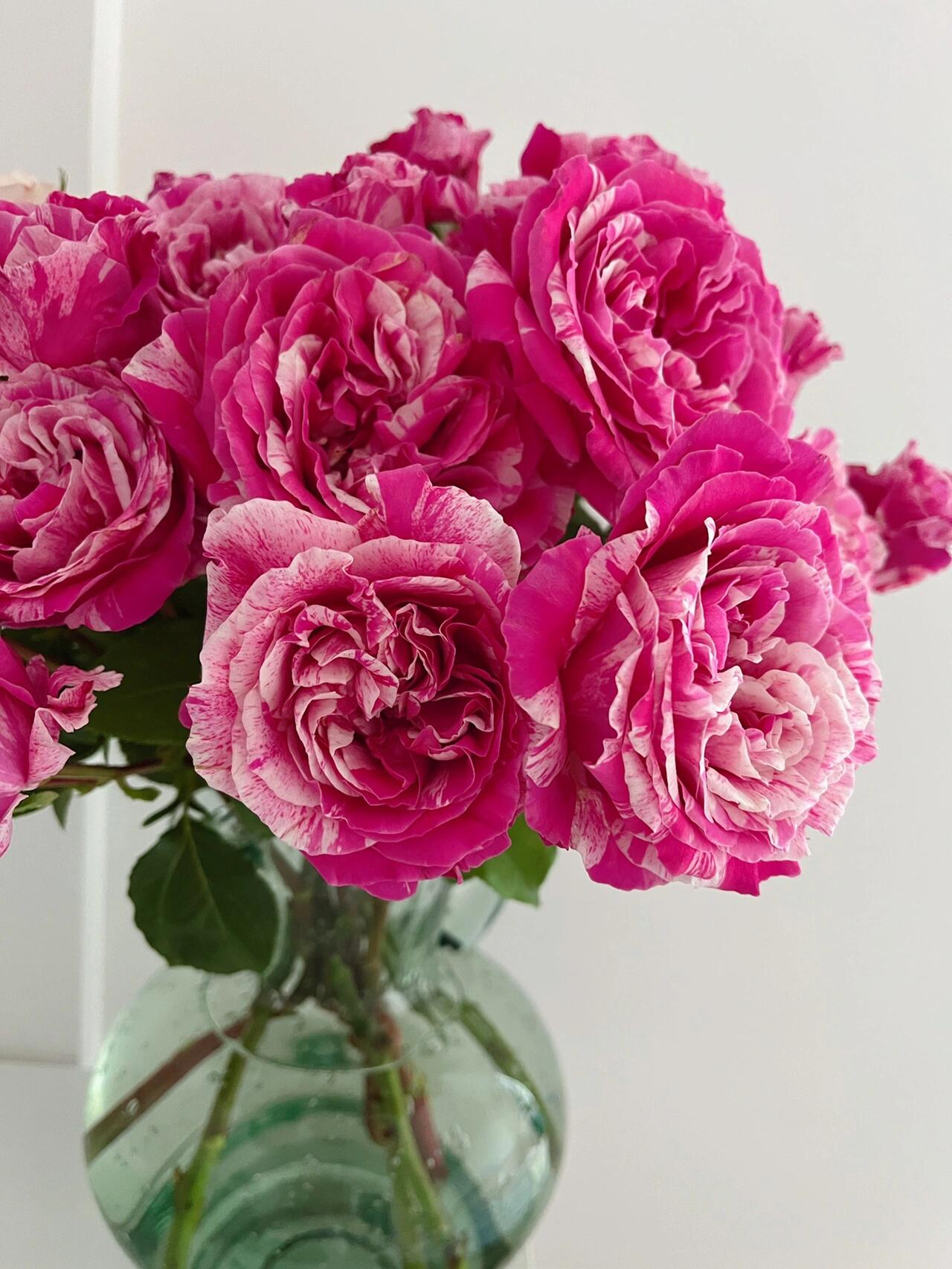 Striped Rose ’ Ines Sastre ｜伊蕾莎斯特 ‘