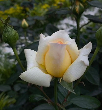Rose  ‘ Anastasia ｜假面公主 - Award-Winning Variety