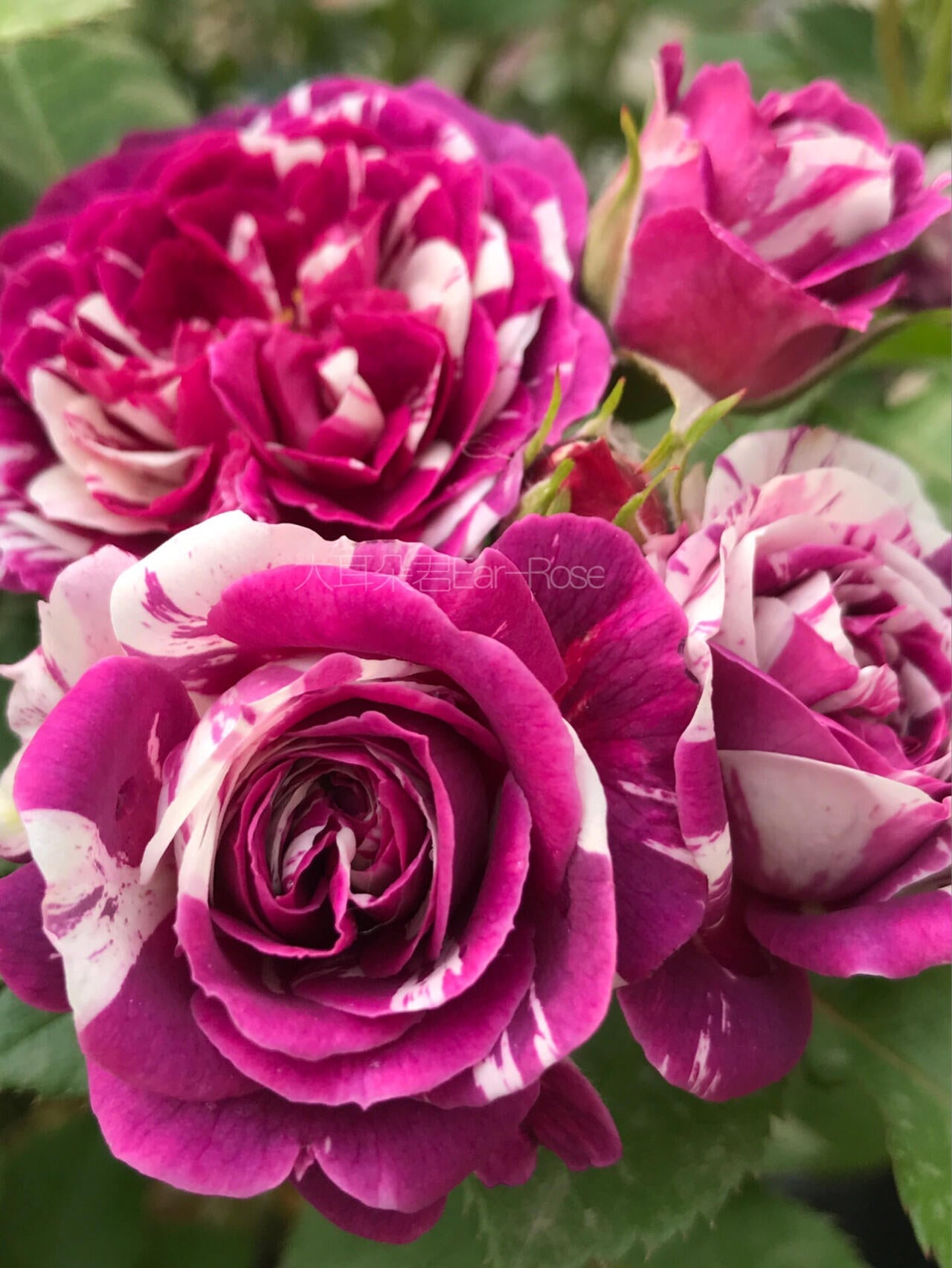Rose  ’ Scented Jewel｜センティッドジュエル ｜芬芳宝石