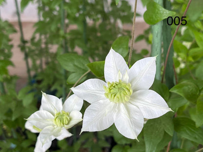Clematis‘’Pluvia Imprint| 雨的印记‘’｜New Variety 2024｜US Exclusive