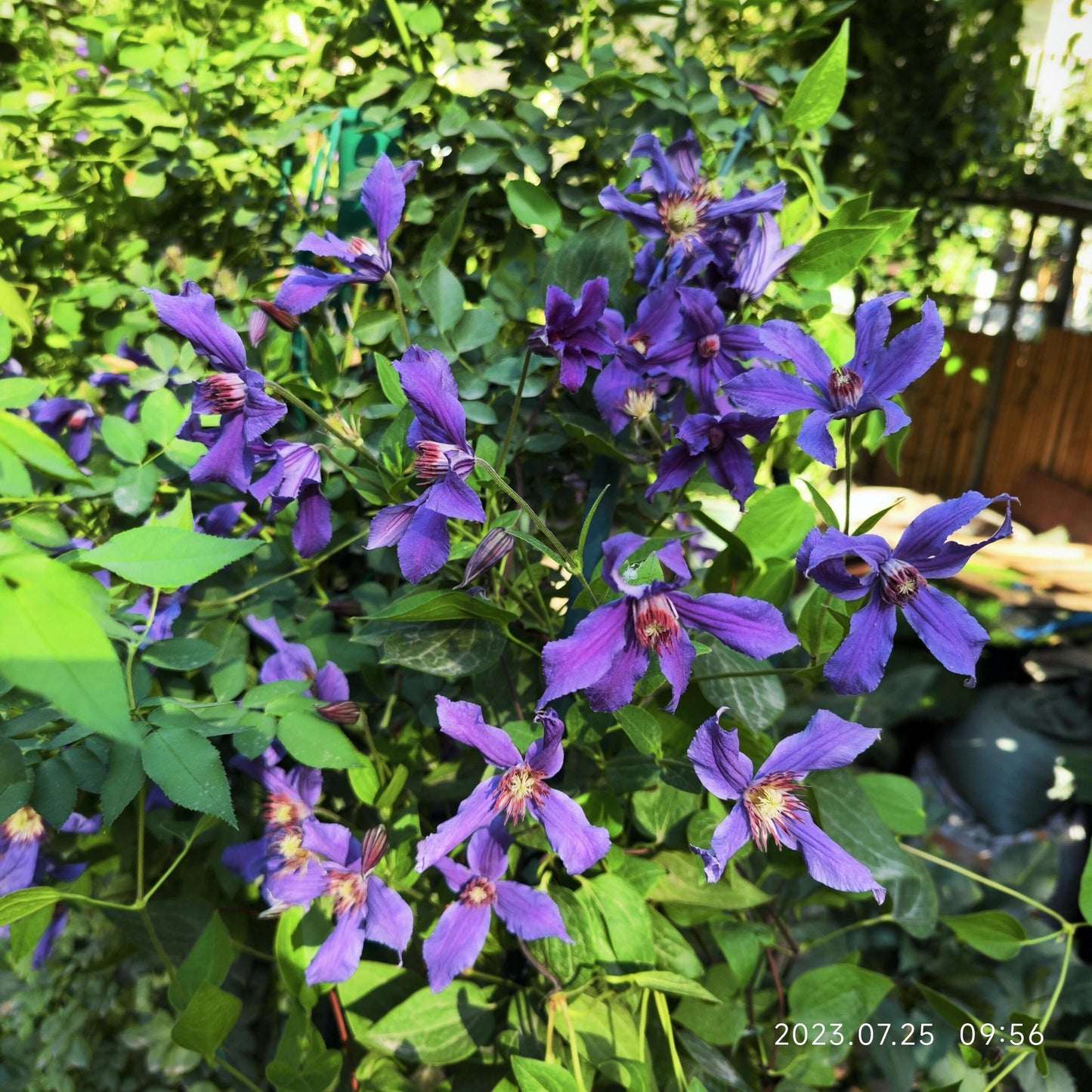Clematis ' Sizaia Ptitsa｜ 幸福之鸟 ’
