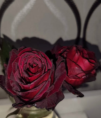 Rose  ‘ Louis XIV｜ルイ14世 ｜路易十四