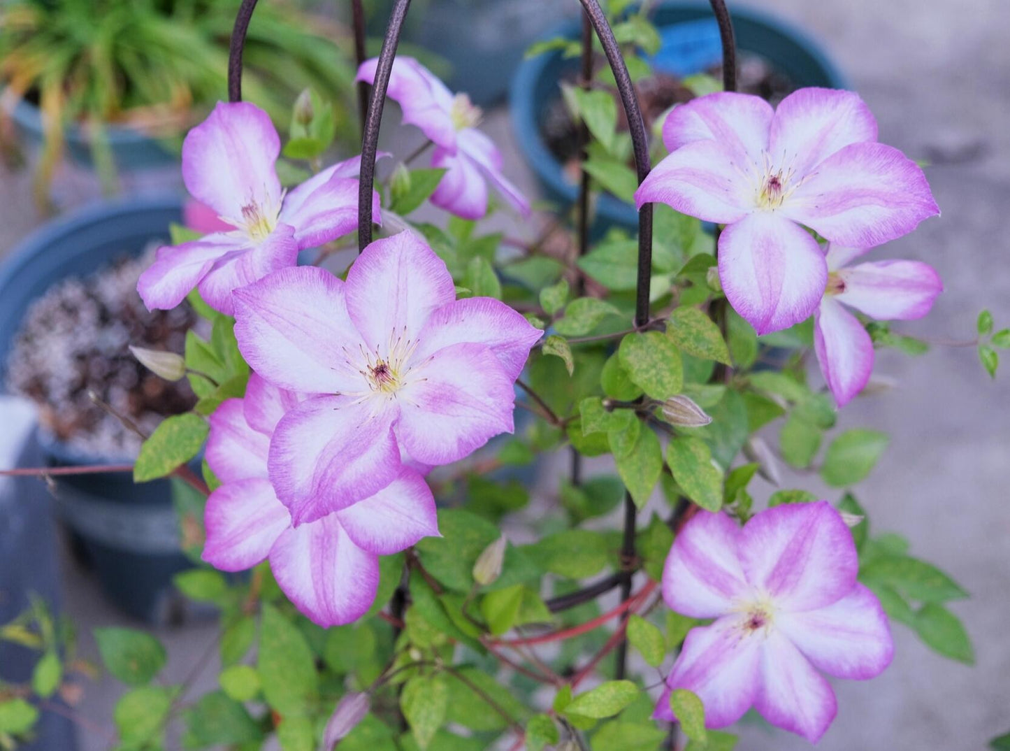 Clematis ‘’Pernille| 佩莱尼‘’
