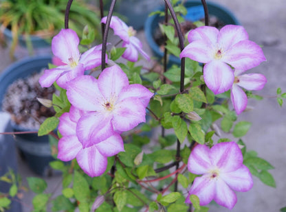 Clematis ‘’Pernille| 佩莱尼‘’