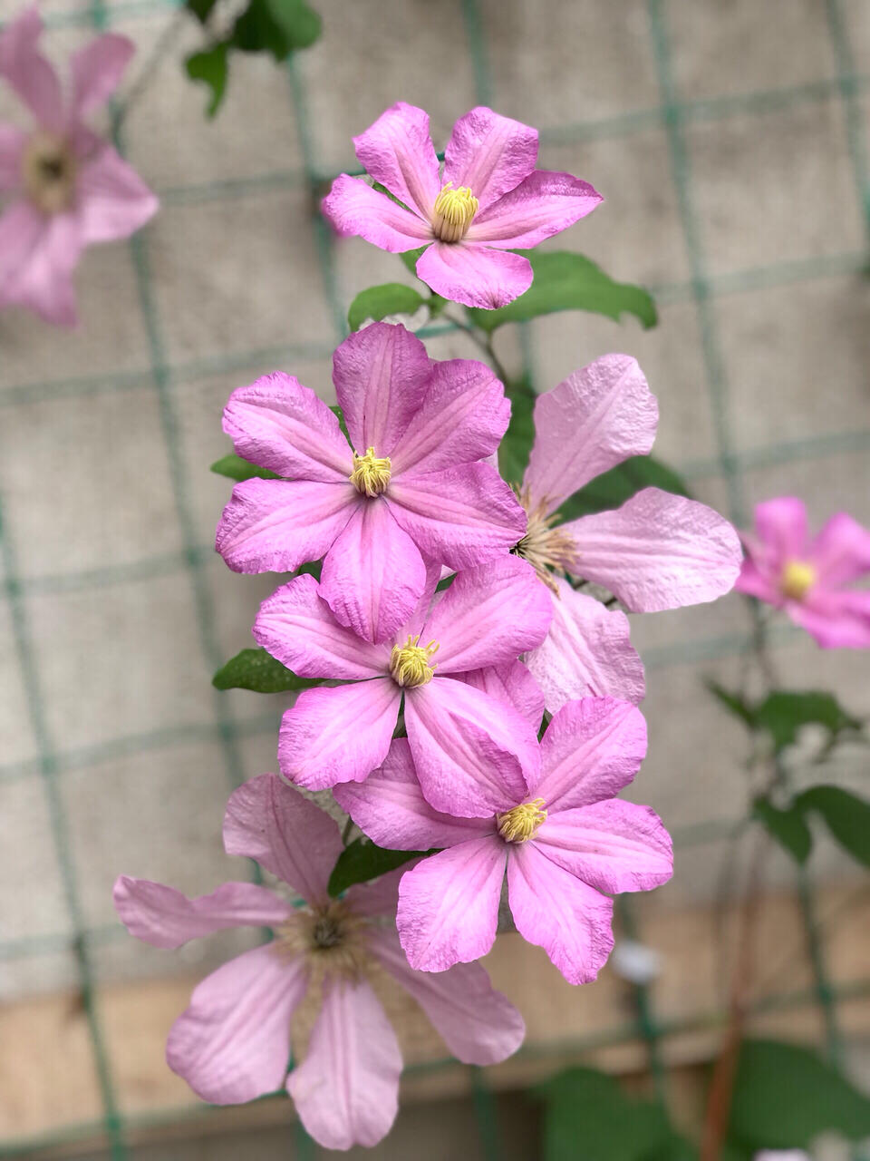 Clematis ‘’Comtesse de Bouchaud| 包查德 女侯爵‘’