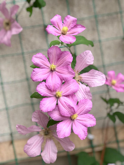 Clematis ‘’Comtesse de Bouchaud| 包查德 女侯爵‘’